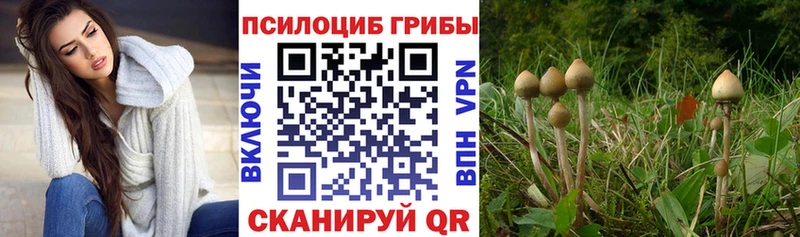 Псилоцибиновые грибы GOLDEN TEACHER  Купить  Киренск 